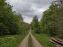 Forêt de Sarrebourg